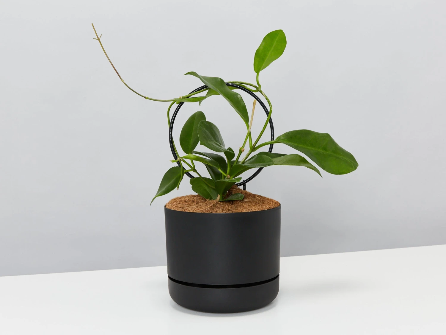 Hoya Gift Box - Includes Pot + Plant Stake + Soil - Image 7