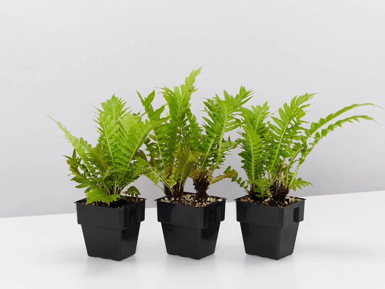 Blechnum Gibbum Silver Lady - 85mm