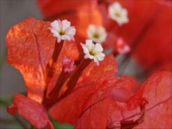 Bougainvillea Jamaican Orange