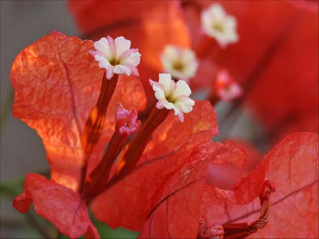 Bougainvillea Jamaican Orange