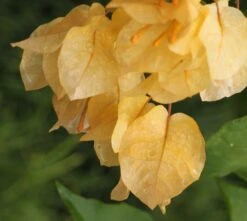 Bougainvillea Golden Tango