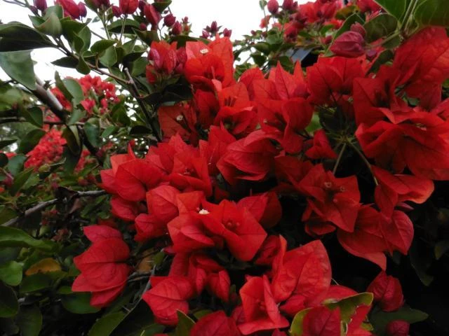 Bougainvillea Turley's Red - Image 3