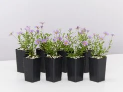 Brachyscome Angustifolia Brasco Violet