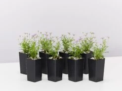 Brachyscome Mauve Delight