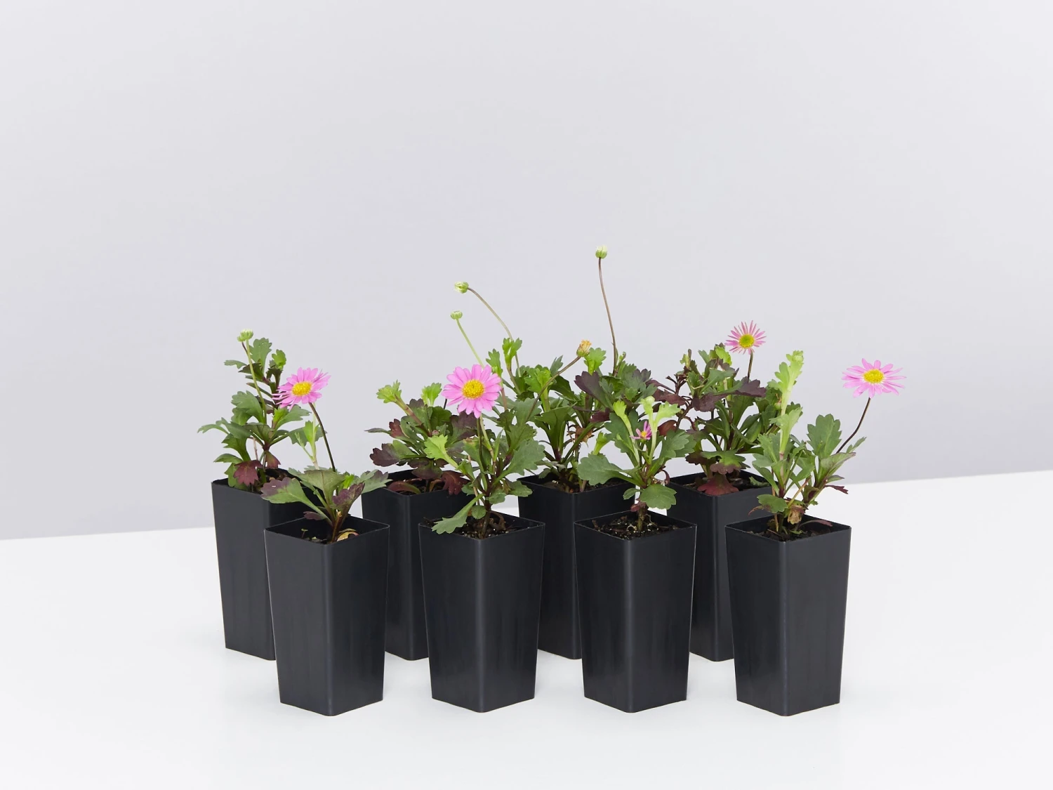 Brachyscome Multifida Fresco Candy