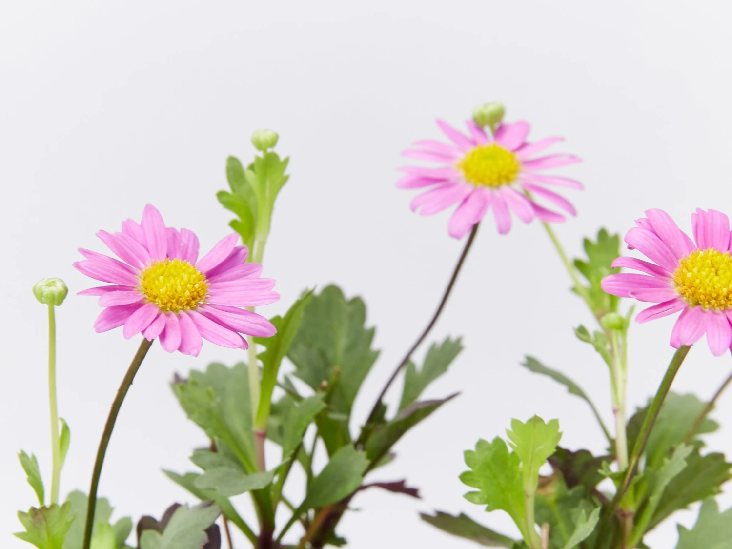 Brachyscome Multifida Fresco Candy - Image 2