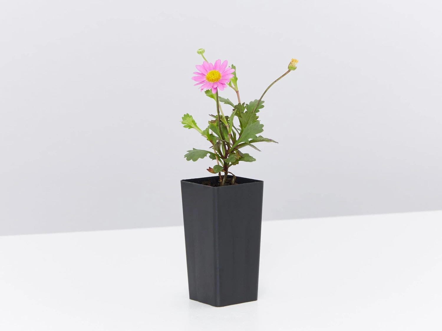 Brachyscome Multifida Fresco Candy - Image 4