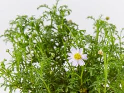 Brachyscome Multifida Pacific Sky