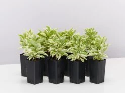 Brunfelsia Latifolia Compacta Variegata