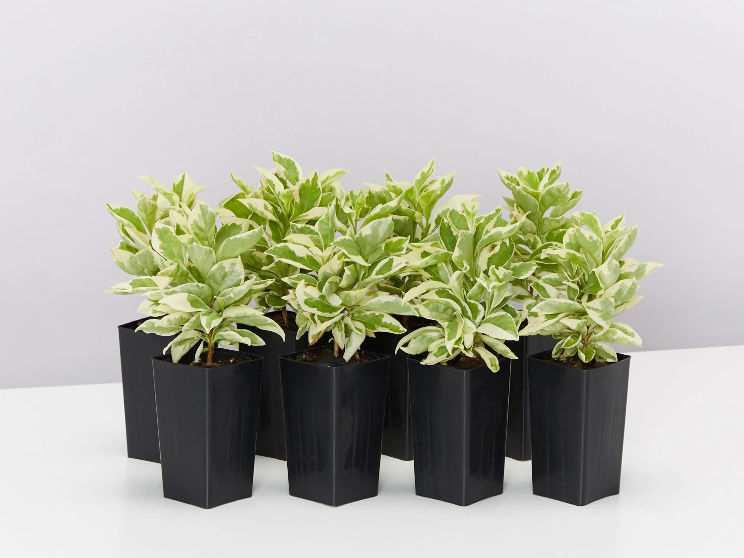 Brunfelsia Latifolia Compacta Variegata