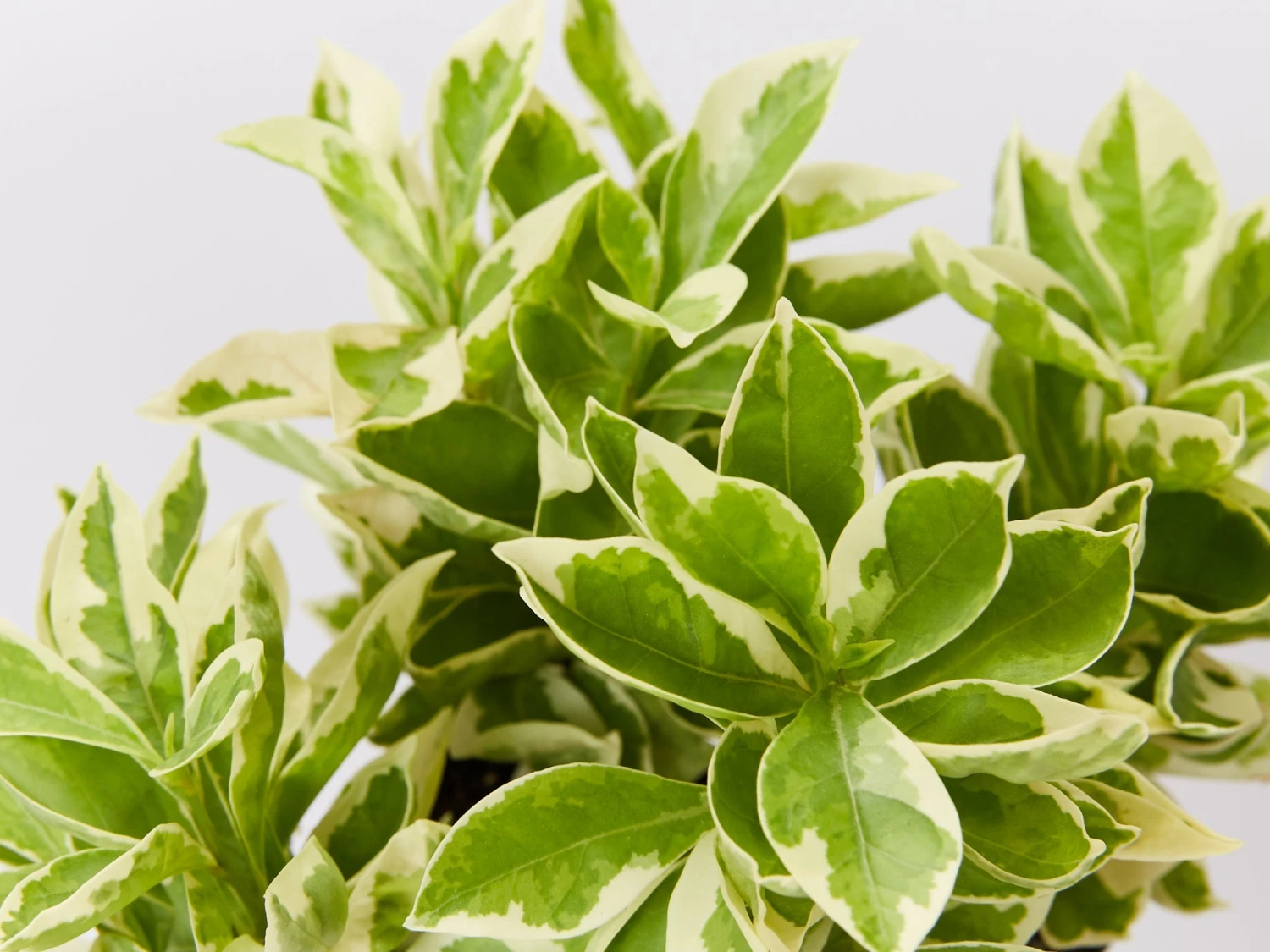 Brunfelsia Latifolia Compacta Variegata - Image 2