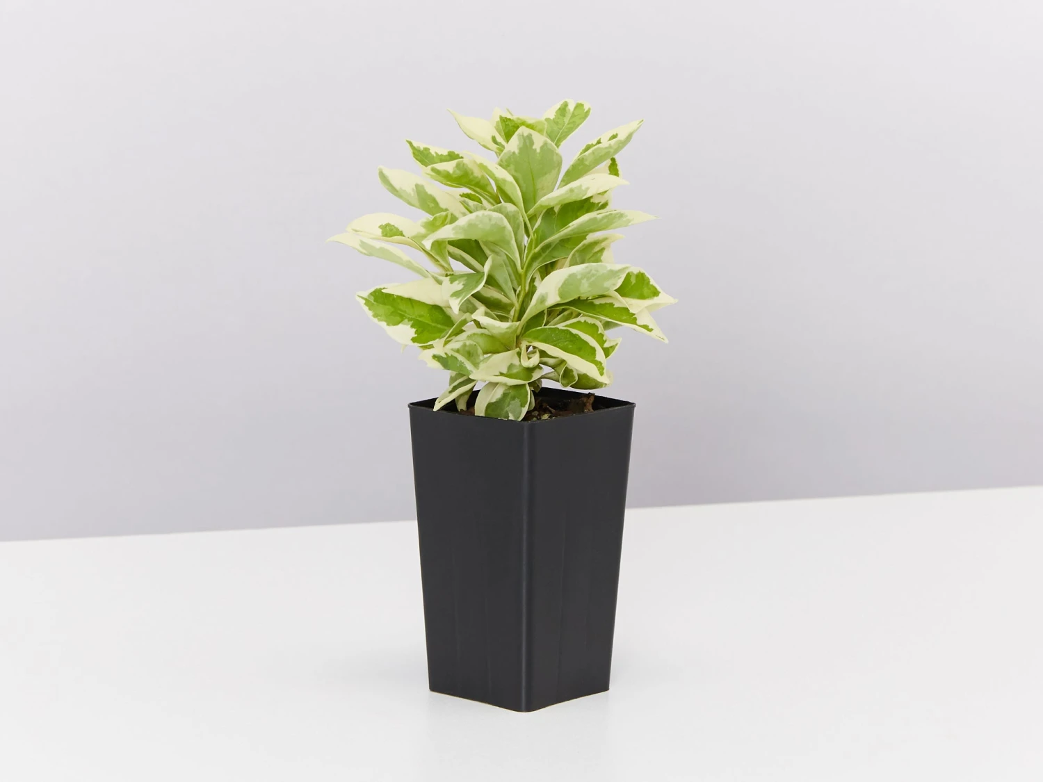 Brunfelsia Latifolia Compacta Variegata - Image 3