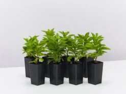 Brunfelsia Latifolia "Yesterday, Today And Tomorrow"