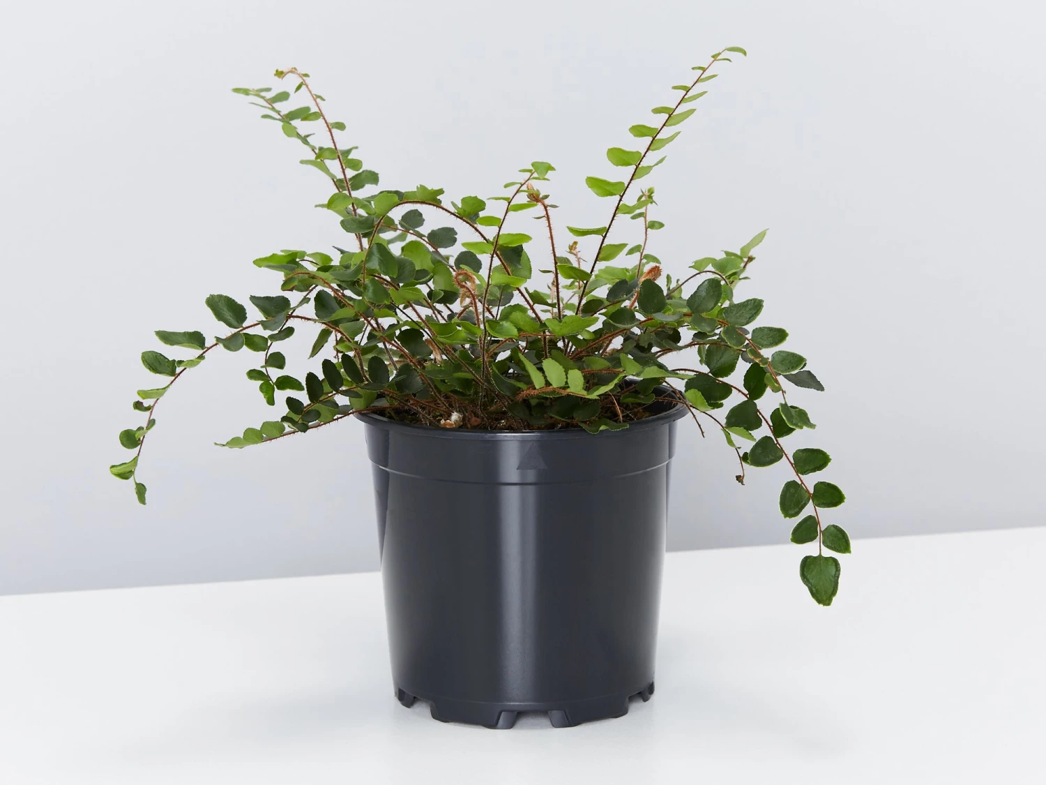 Elho Eco Friendly ♻️Gift Box - Fern Varieties - Image 6