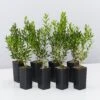 Buxus Harlandii Mystique Low Growing Hedge