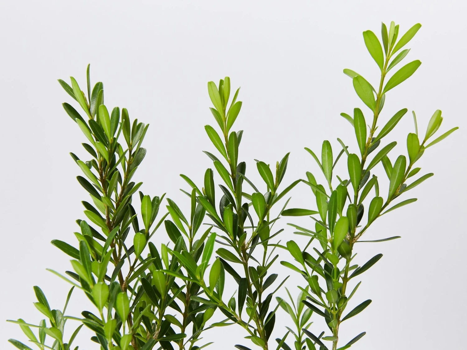 Buxus Harlandii Mystique Low Growing Hedge - Image 3