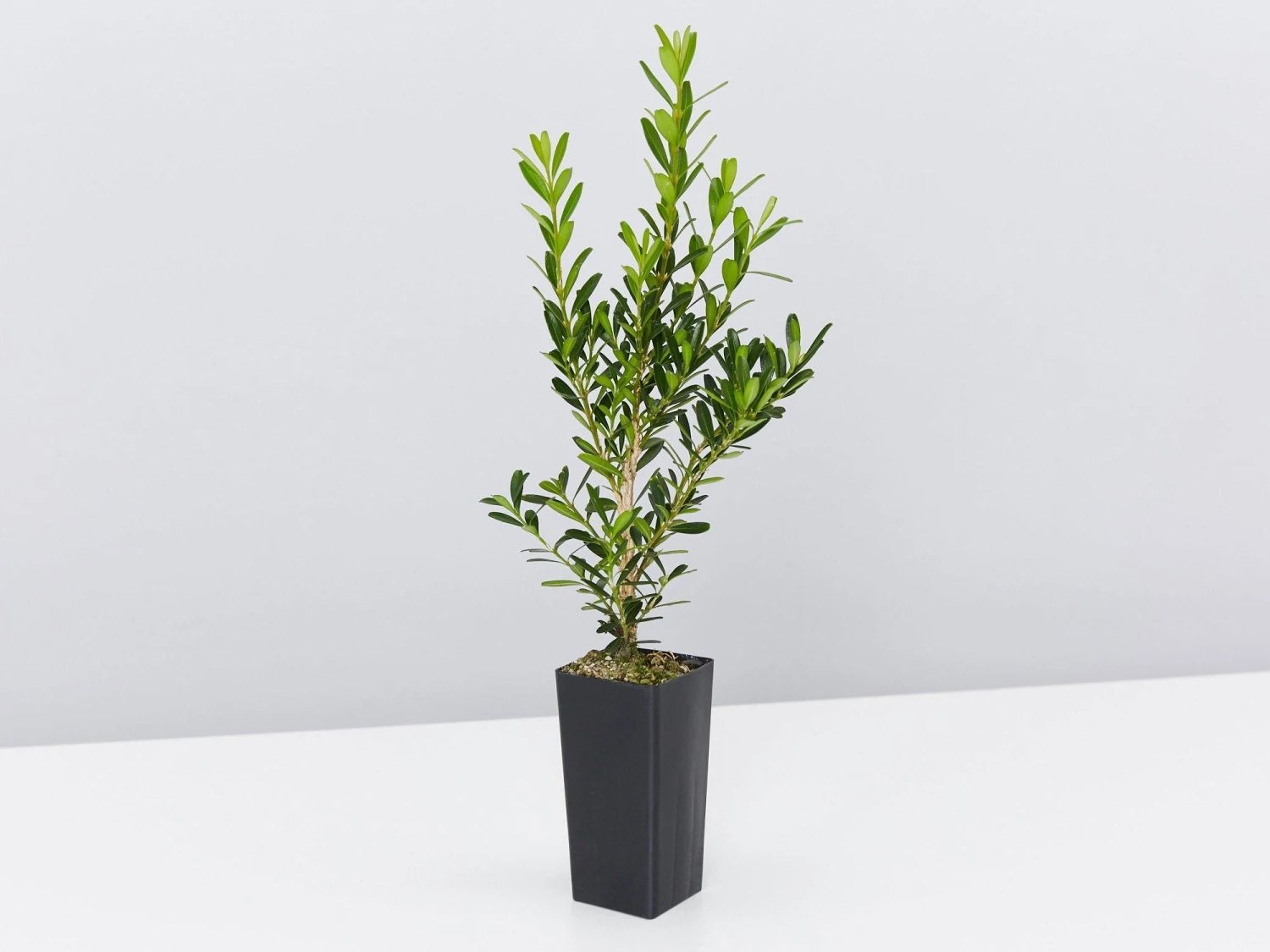 Buxus Harlandii Mystique Low Growing Hedge - Image 4