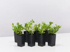 Buxus Microphylla Japonica