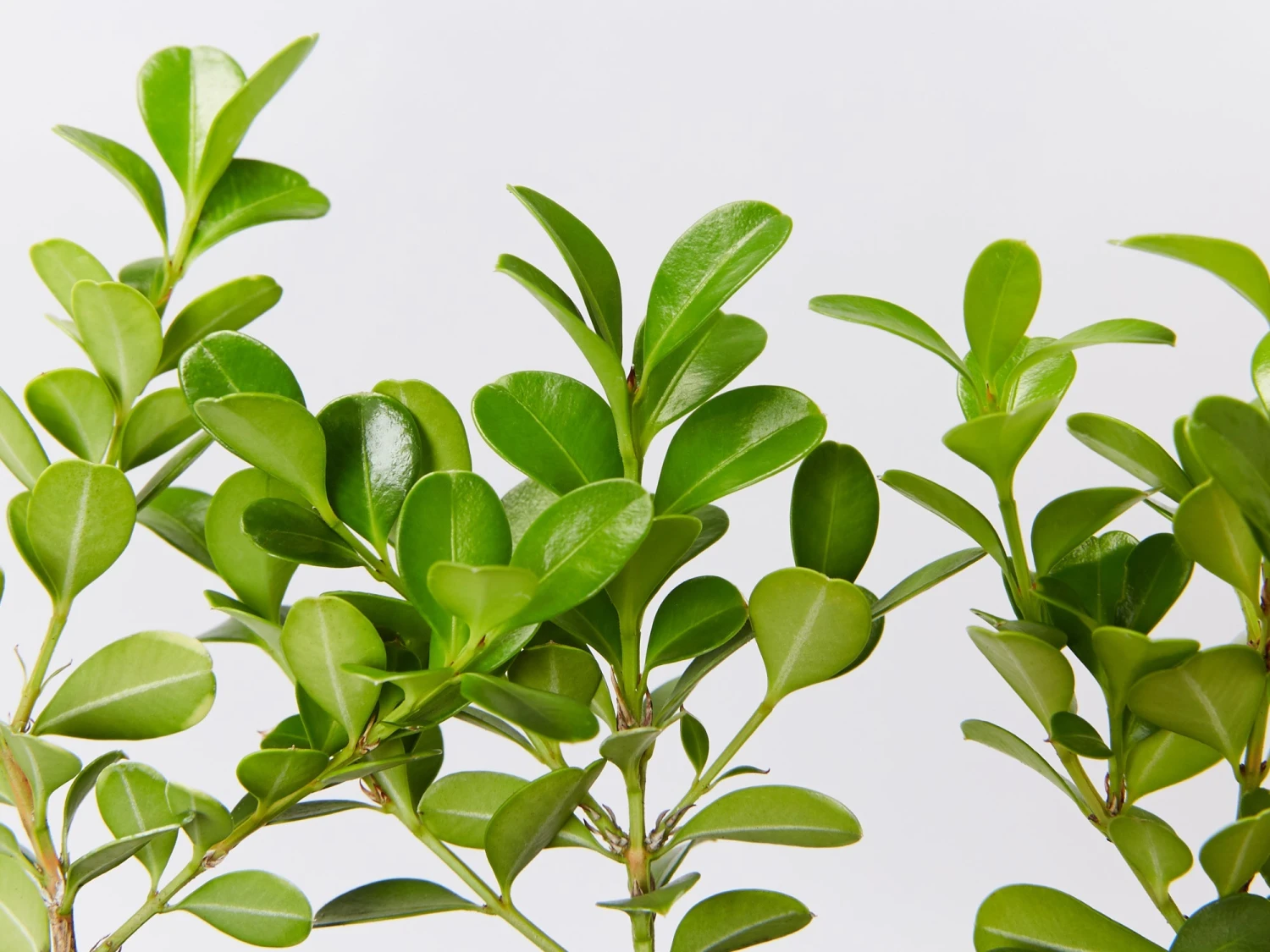 Buxus Microphylla Japonica - Image 2