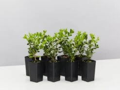 Buxus Microphylla Microphylla Korean Box Hedge