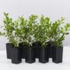 Buxus Sempervirens