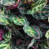 Calathea Roseopicta Illustrus