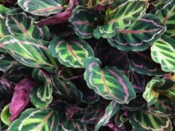 Calathea Roseopicta Illustrus