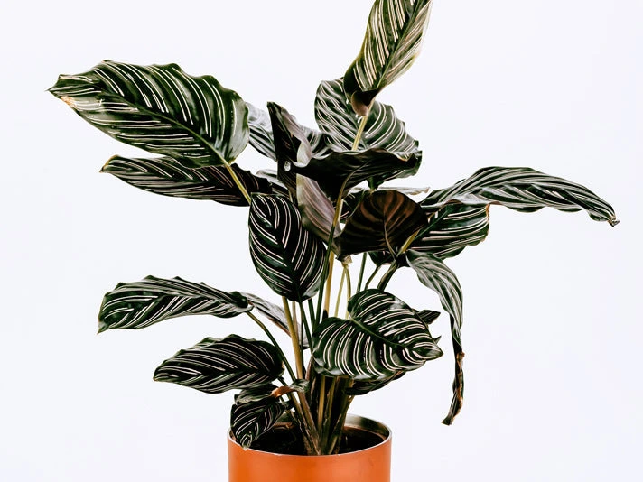Calathea Ornata Sanderiana - Image 3