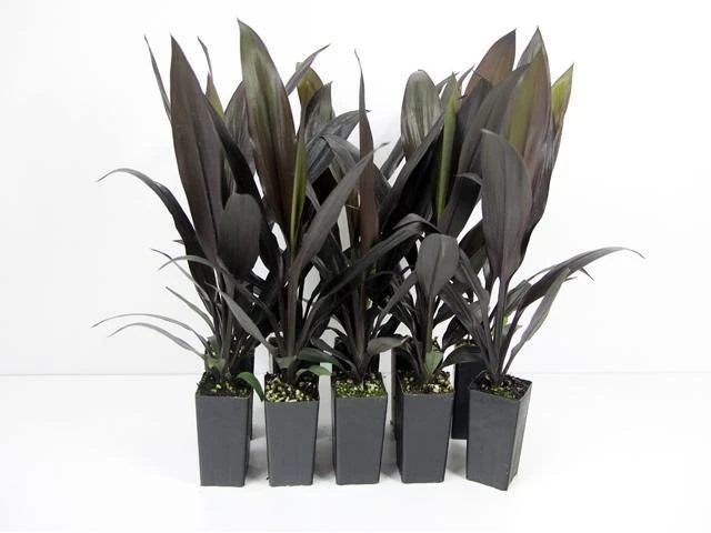 Cordyline Mixed Pack - Image 3
