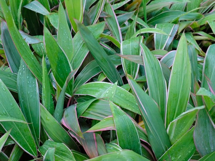 Cordyline Mixed Pack - Image 2