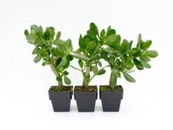 Crassula Ovata Red Edge - 85mm