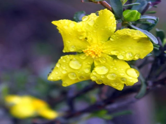 Hibbertia Vestita Little Rocker - Image 2