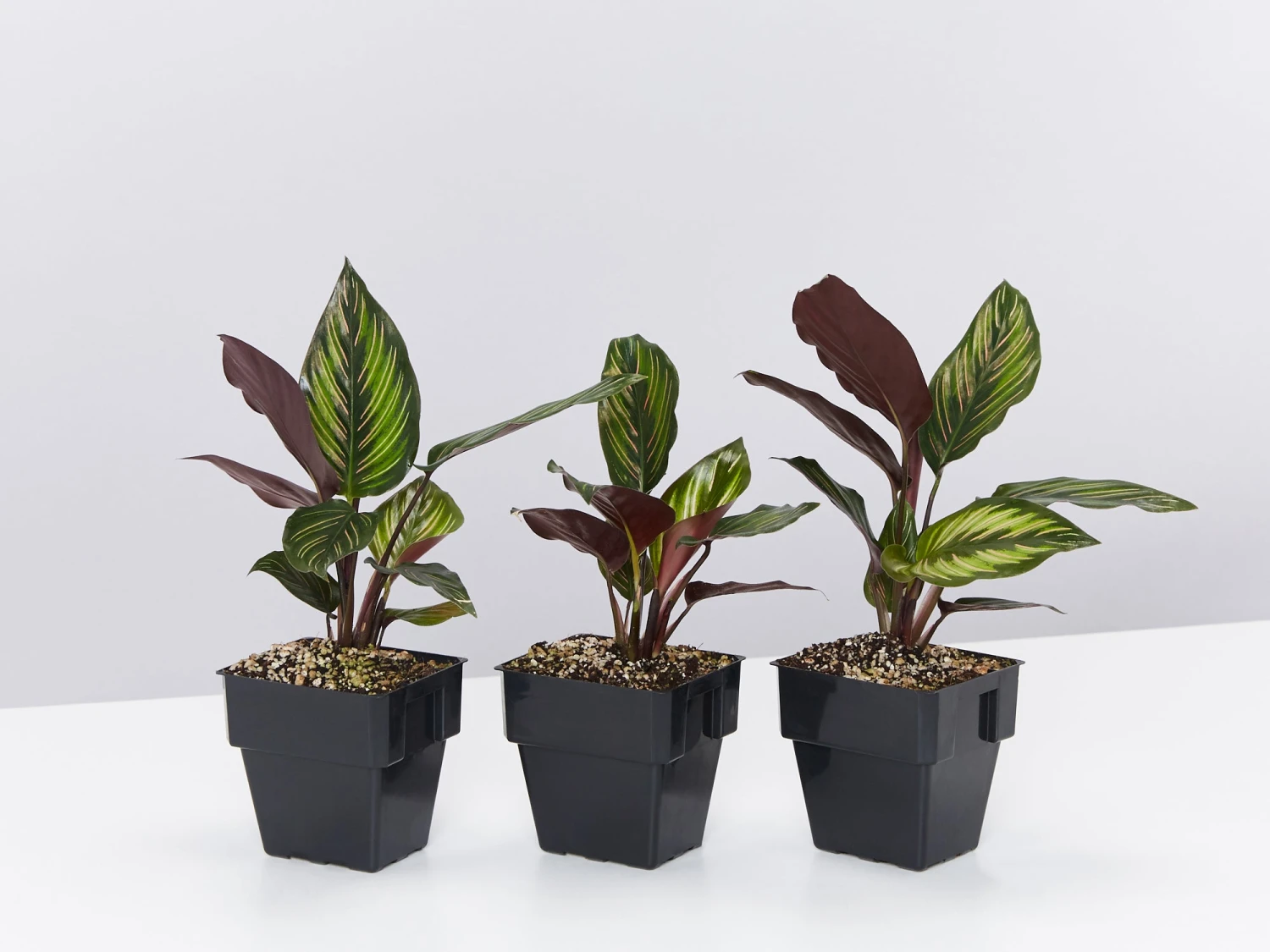 Calathea Beauty Star - Image 4