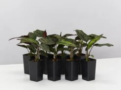 Calathea Beauty Star