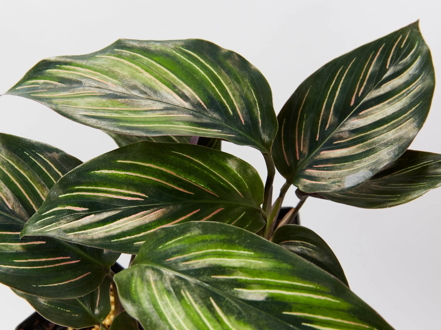 Calathea Beauty Star - Image 2