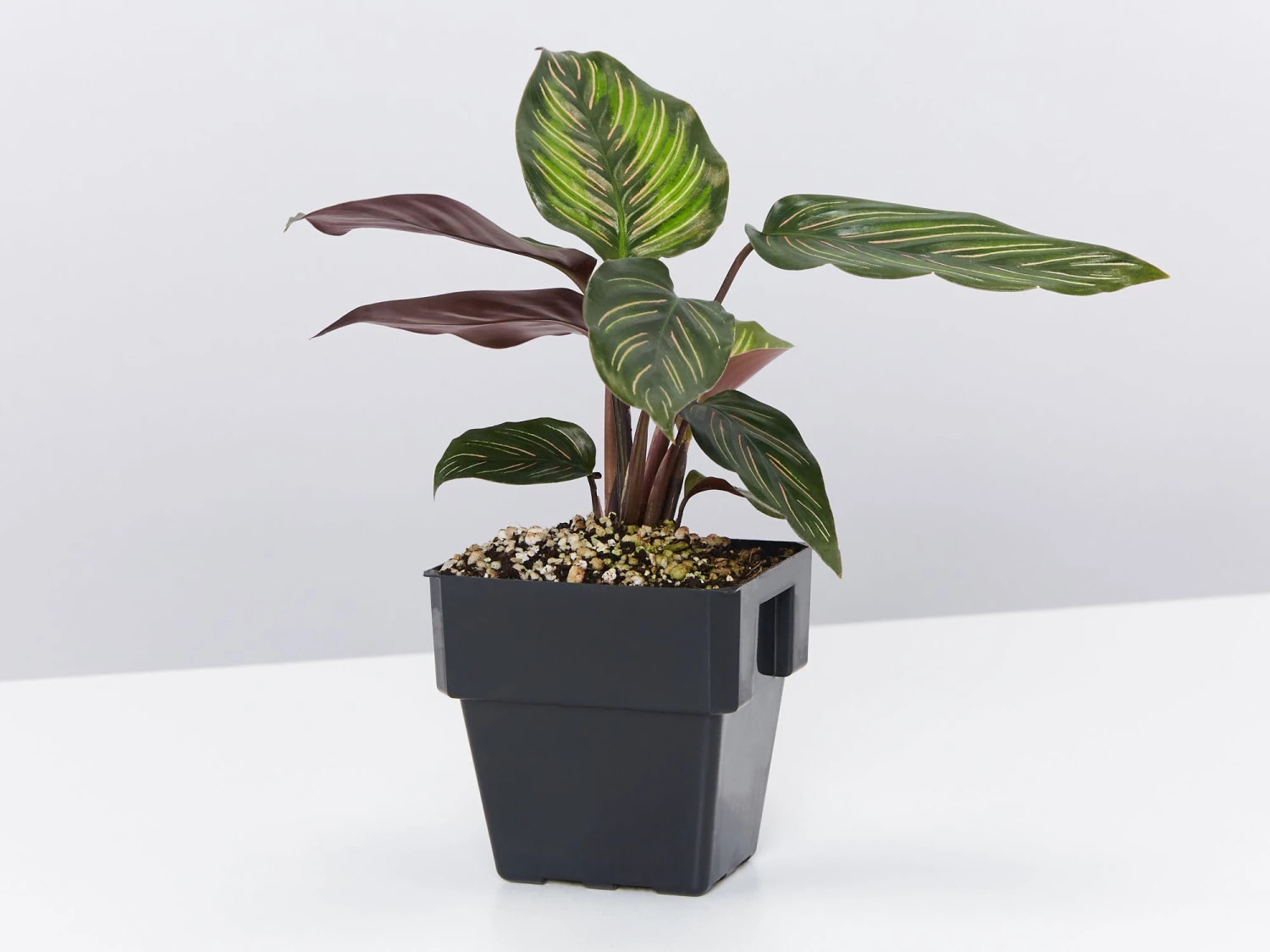 Calathea Beauty Star - Image 6