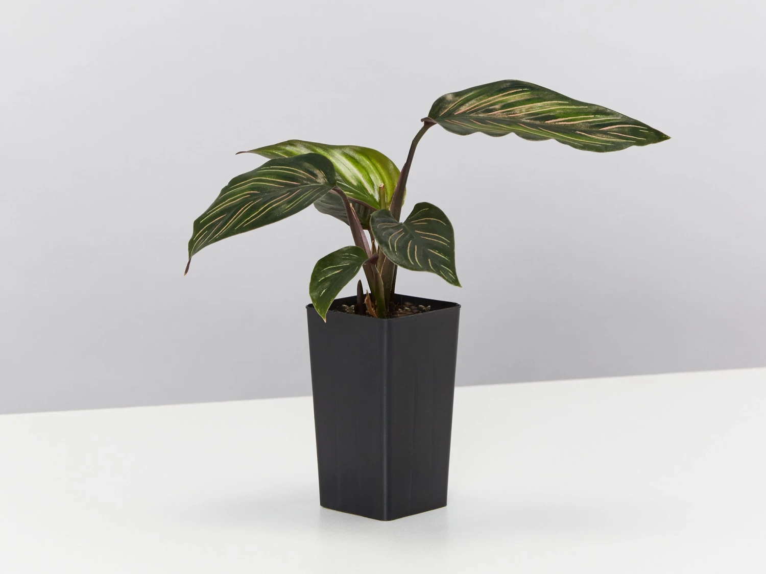 Calathea Beauty Star - Image 3