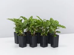 Calathea Louisae Freddy