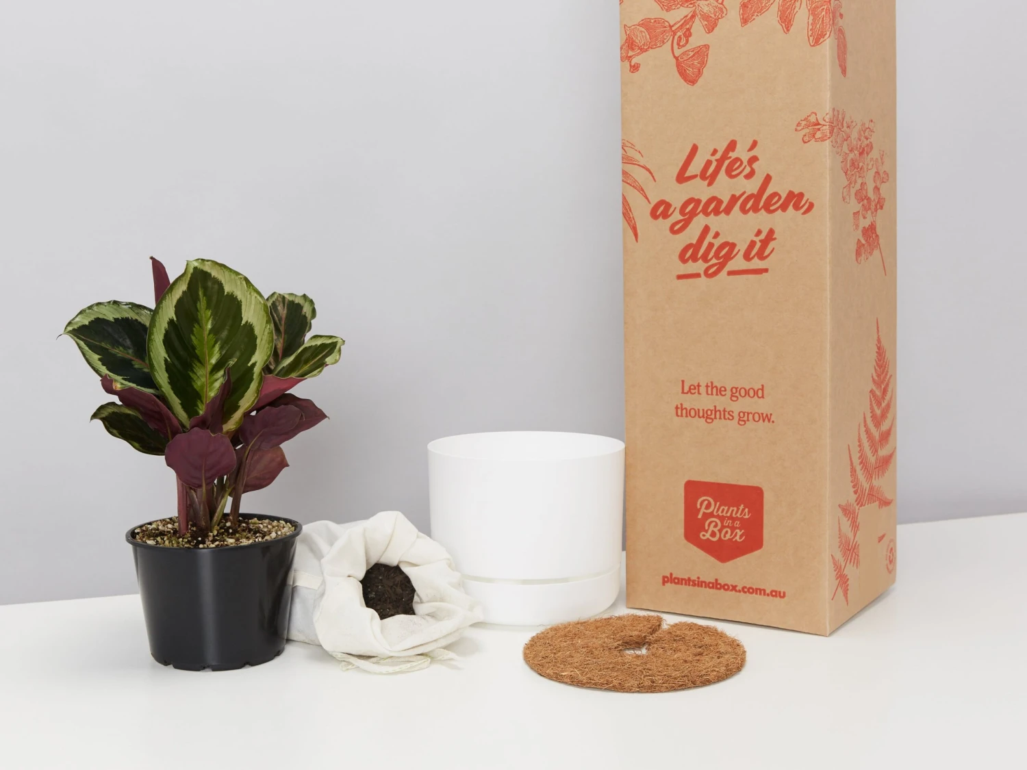 Calathea Julia - Pot + Plant + Soil - Image 4