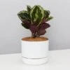 Calathea Roseopicta Medallion - Pot + Plant + Soil