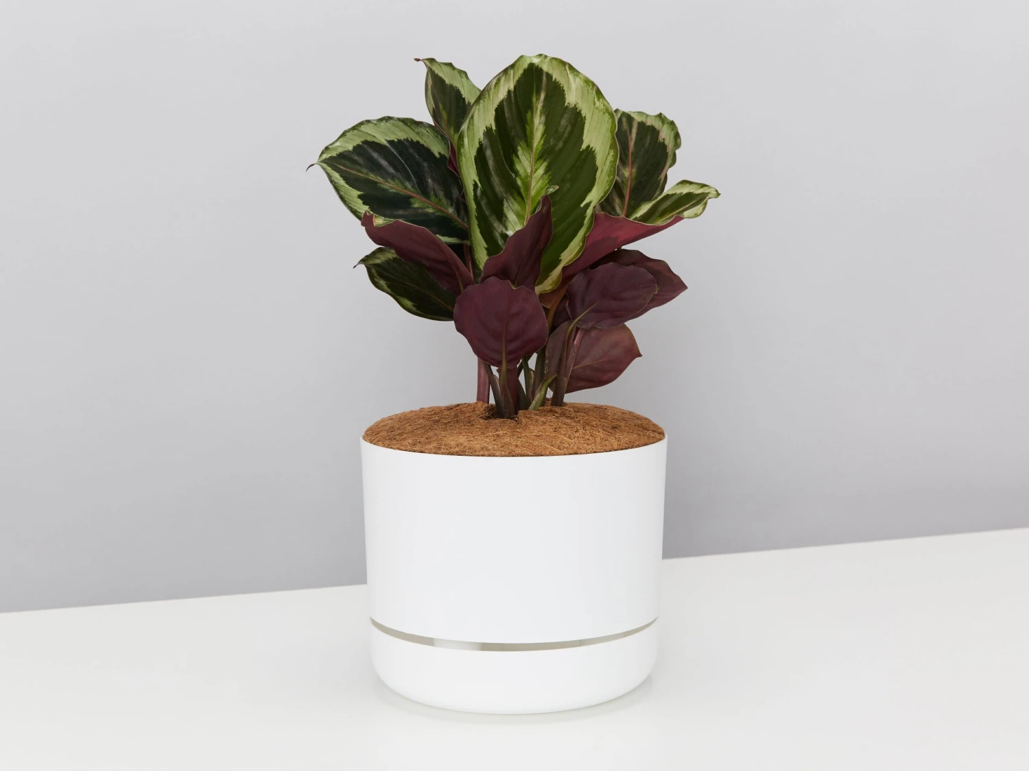 Calathea Julia - Pot + Plant + Soil