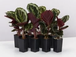 Calathea Sanderiana Julia