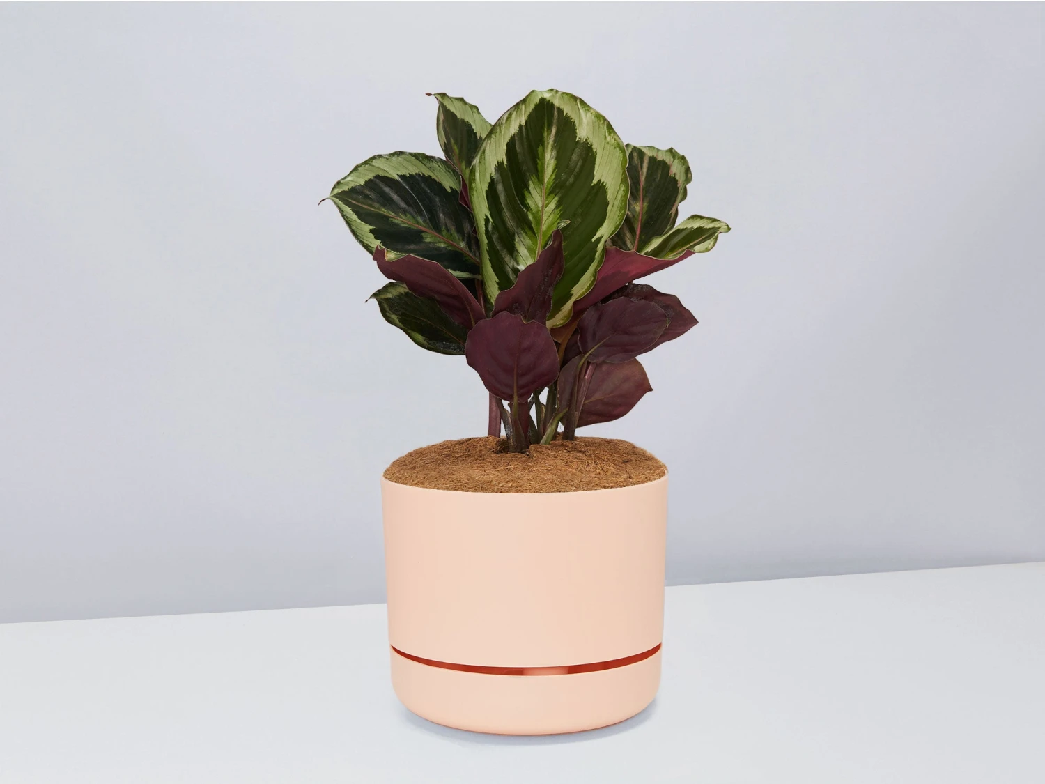 Calathea Julia - Pot + Plant + Soil - Image 11