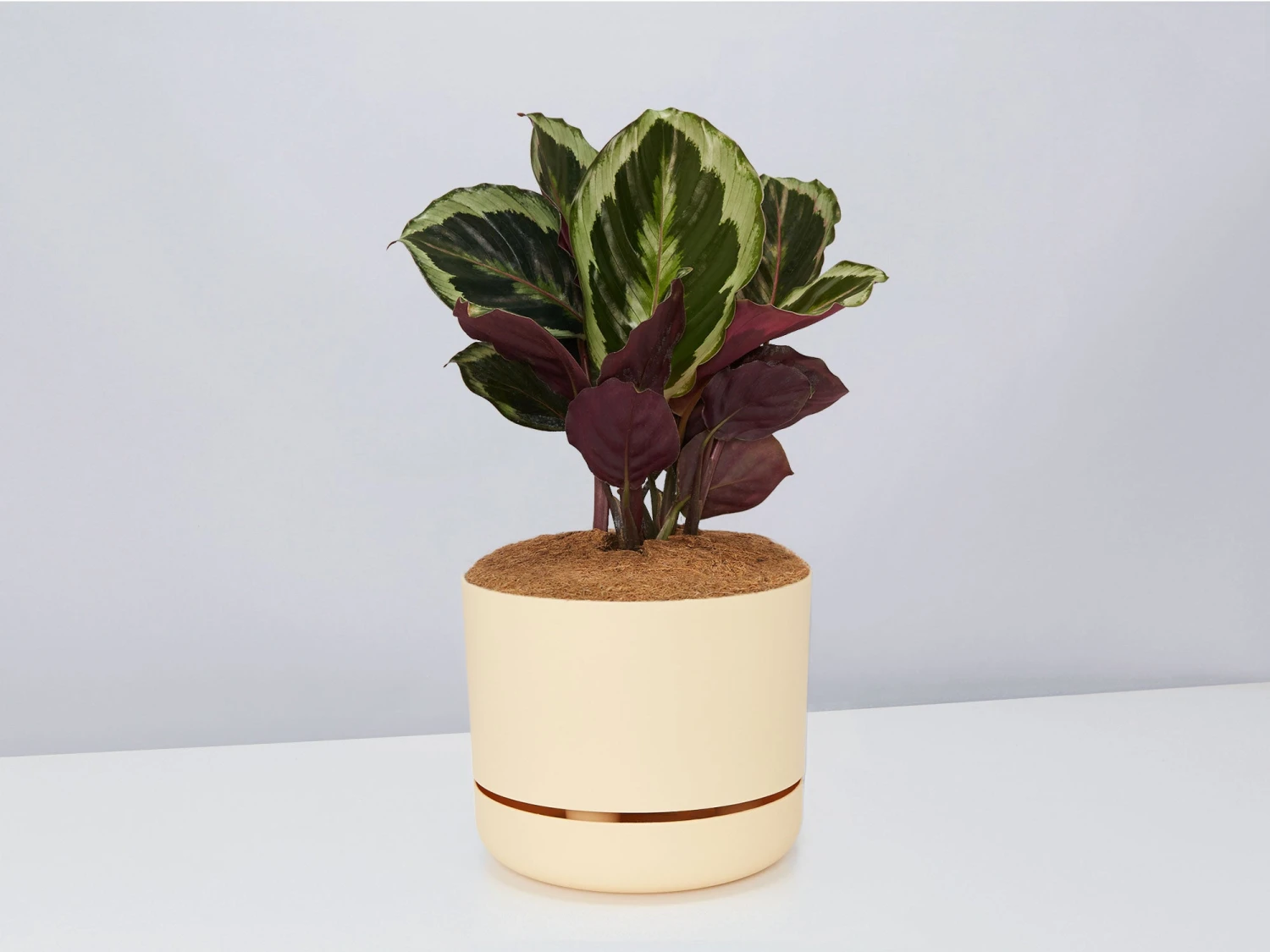 Calathea Julia - Pot + Plant + Soil - Image 10