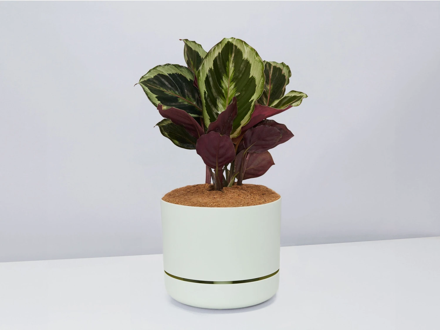 Calathea Julia - Pot + Plant + Soil - Image 7