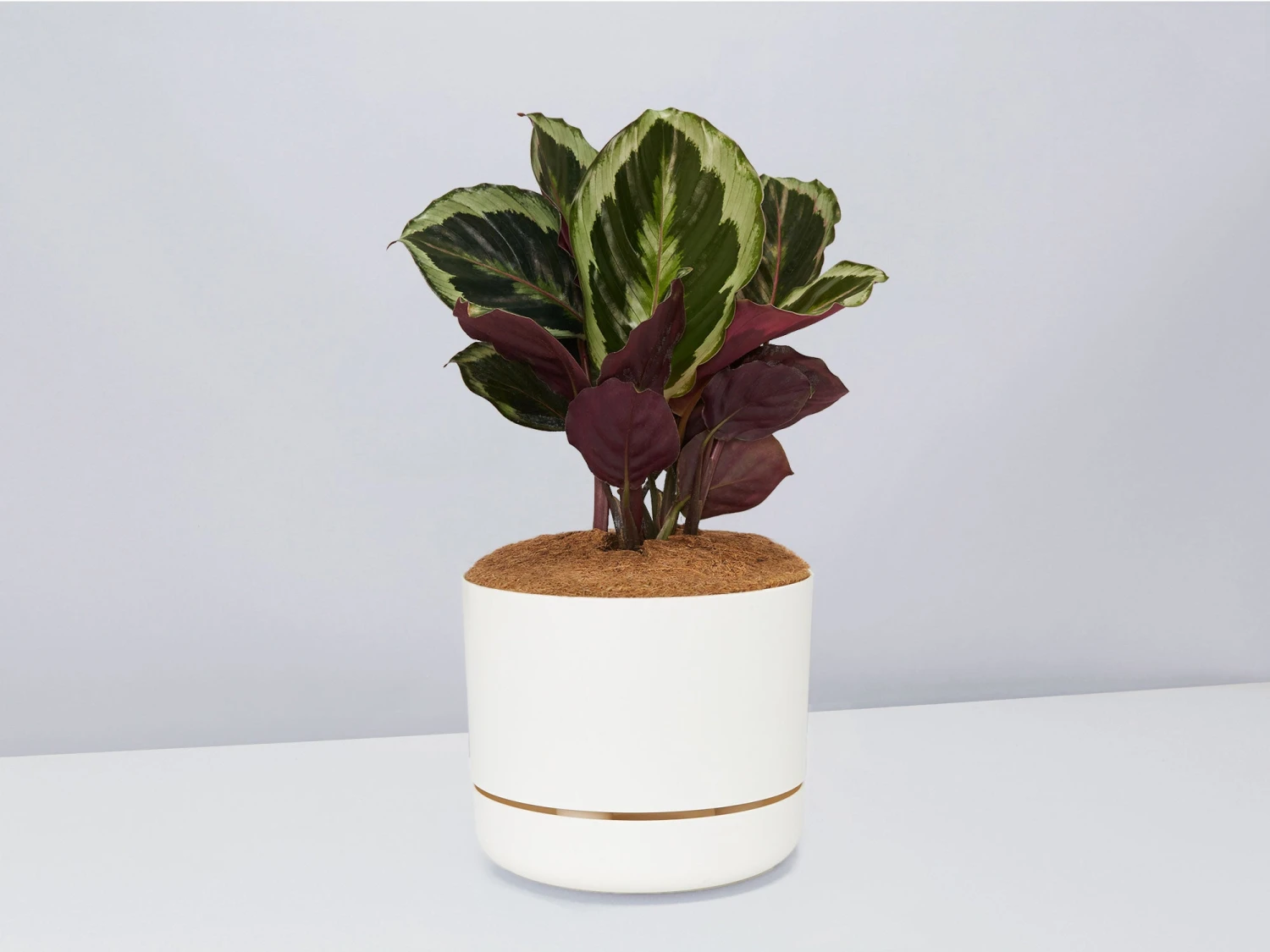Calathea Julia - Pot + Plant + Soil - Image 8