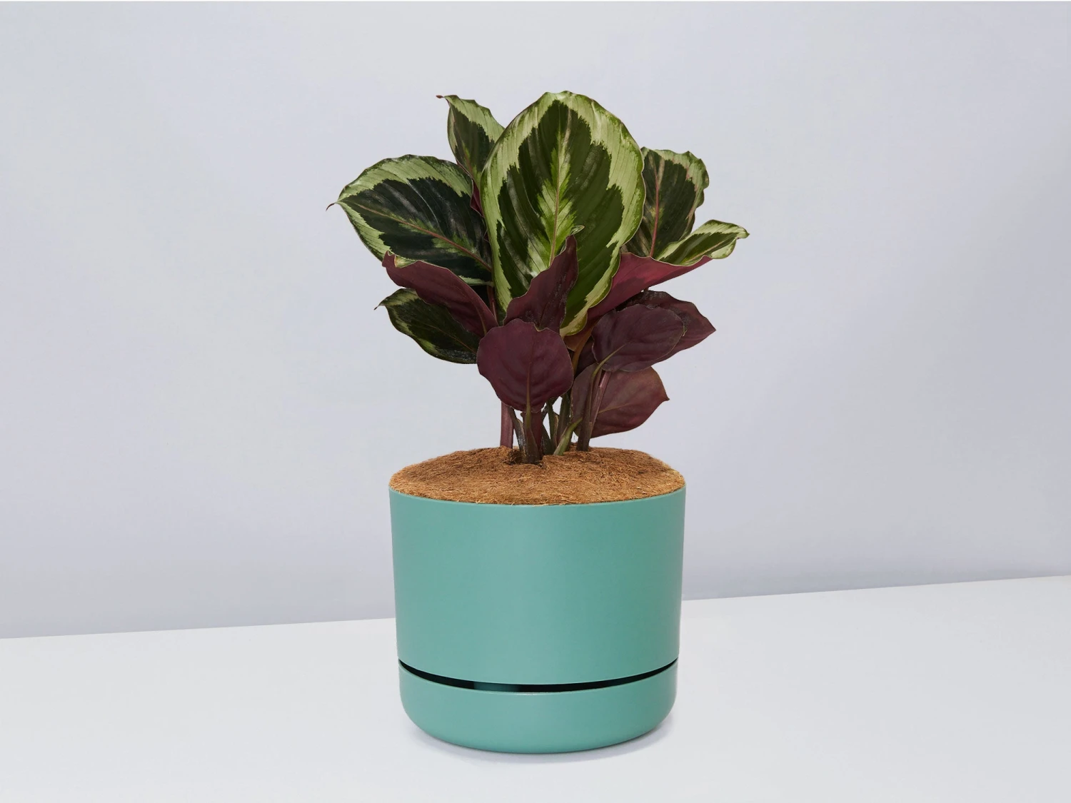 Calathea Julia - Pot + Plant + Soil - Image 6