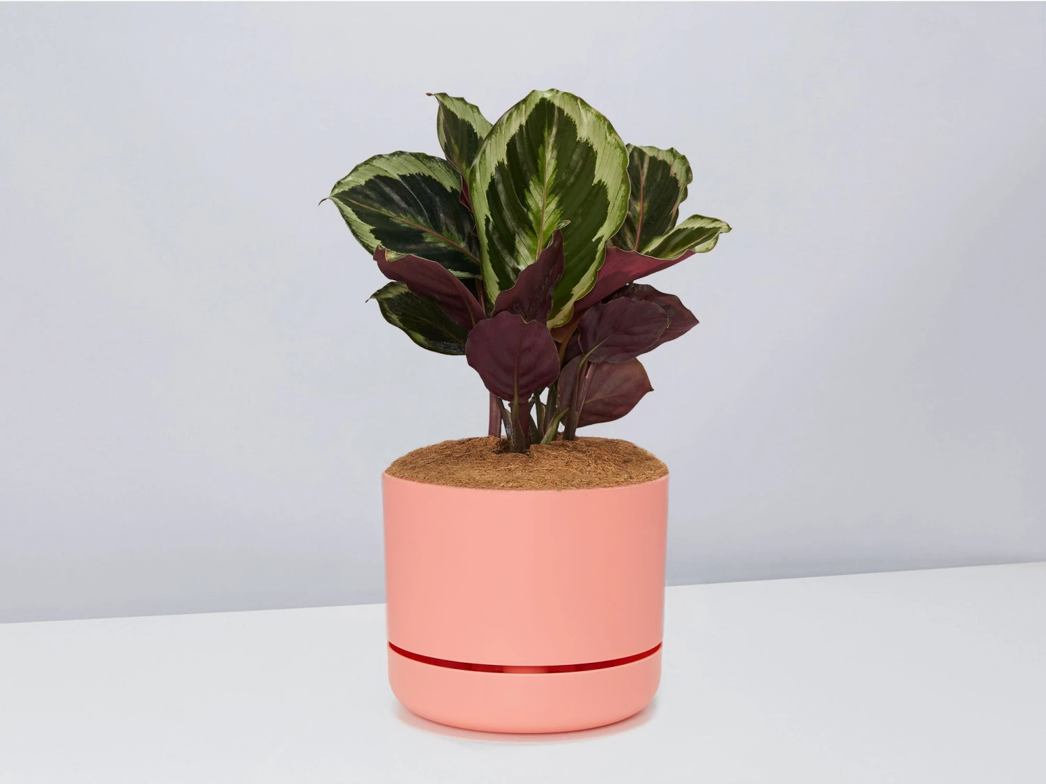 Calathea Julia - Pot + Plant + Soil - Image 2
