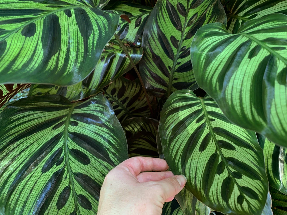 Calathea Makoyana - Image 7