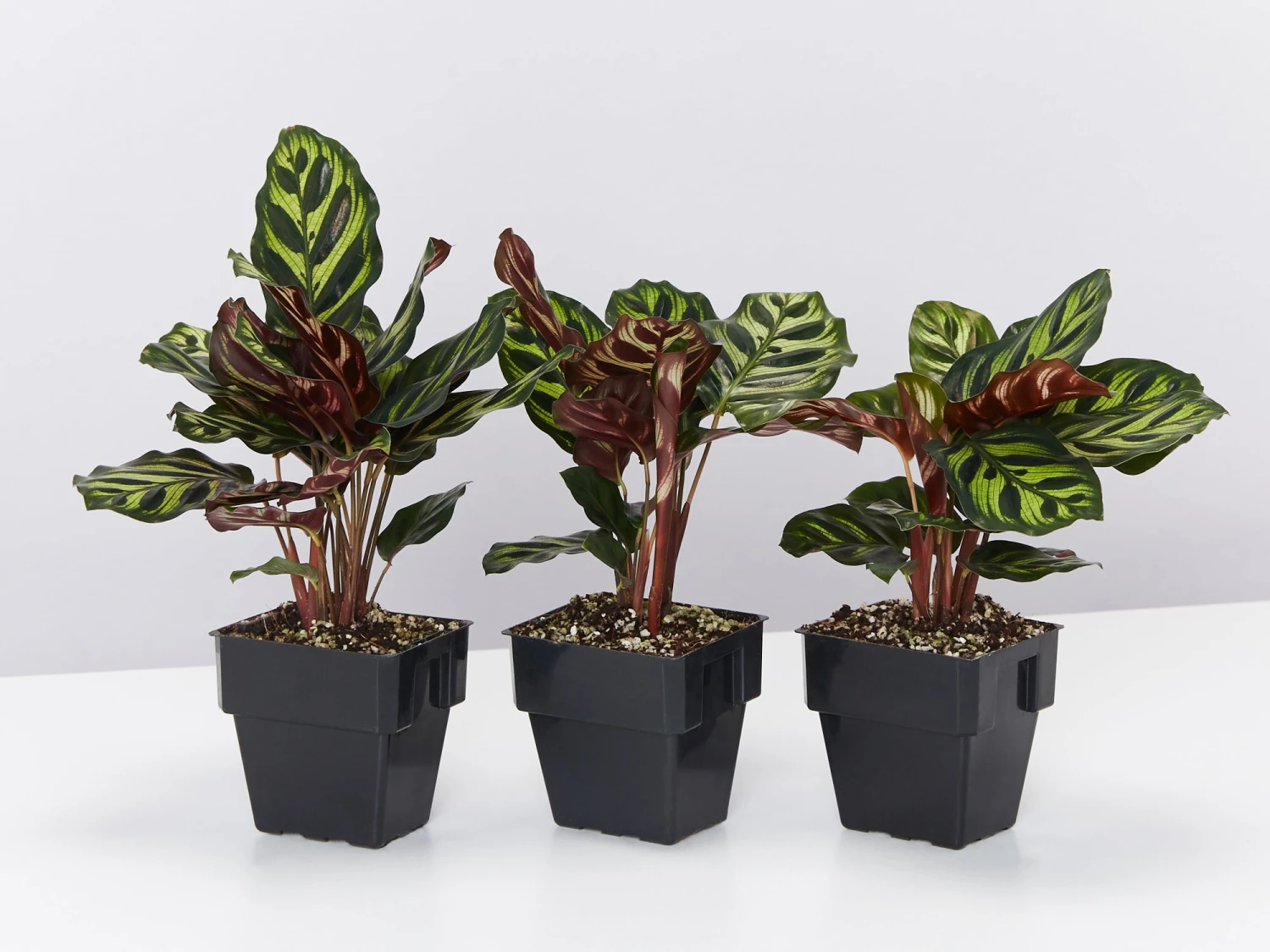 Calathea Makoyana - Image 6